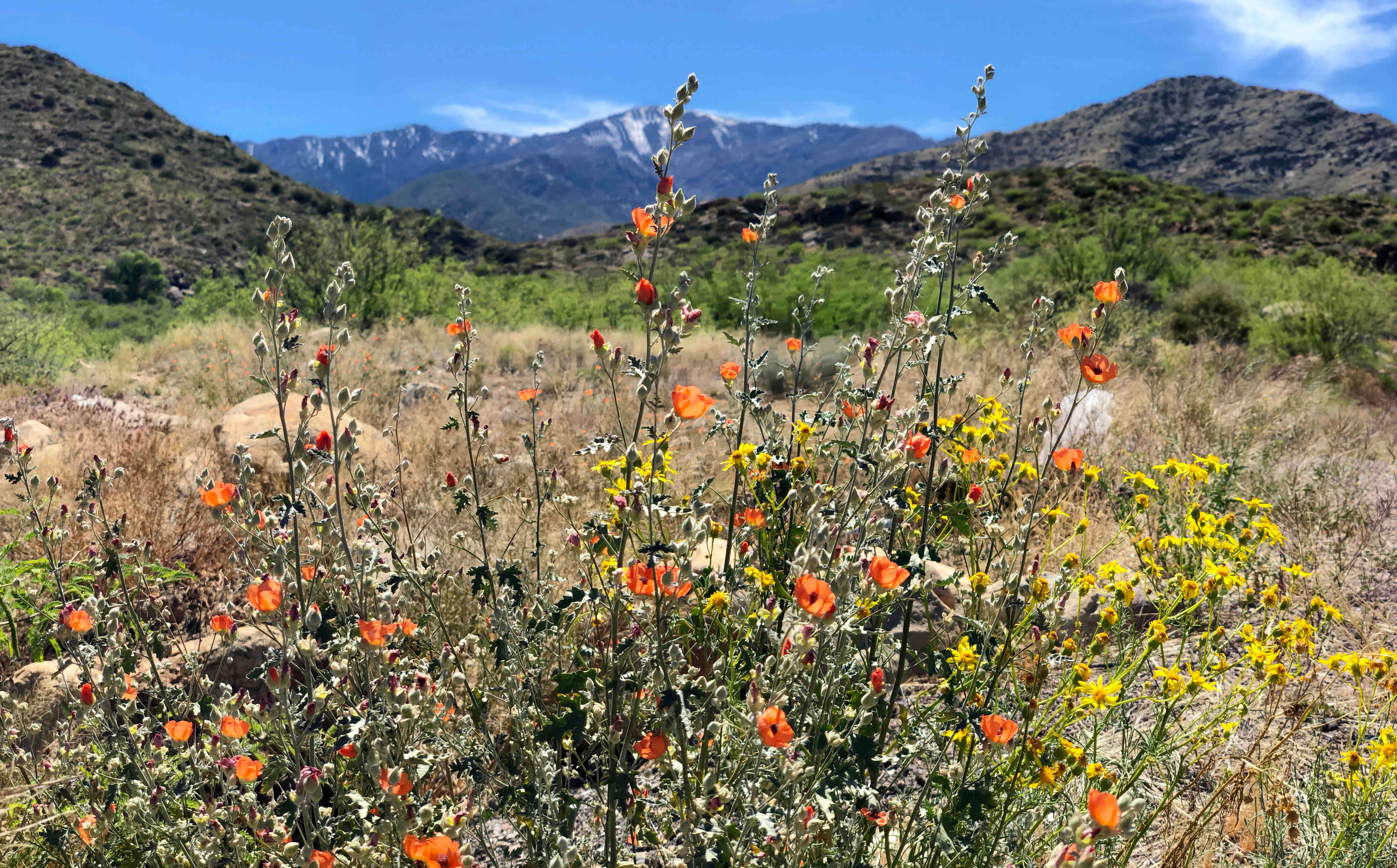 Close-up of small desert flowers with landscape in the background